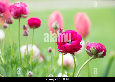 Ranunculus Rose. Fleur de renoncule perse au printemps. UK Banque D'Images