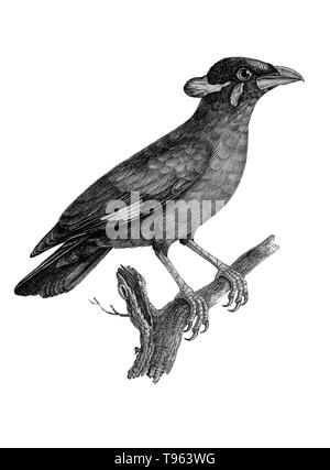 La politique commune de hill mynah (Gracula religiosa) de la galerie des oiseaux du Cabinet d'histoire naturelle du jardin du roi, édition 1834, écrit par Louis Pierre vieillot, avec des plaques par Paul Louis Oudart. Le mynah, originaire de l'Inde, est un animal populaire pour ses capacités vocales. Banque D'Images