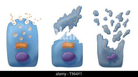 Illustration montrant les trois types de sécrétion exocrine (de gauche à droite) : Merocine, et apocrines Holocrine. Dans Merocine la sécrétion, la cellule reste intact ; dans la sécrétion apocrine, la pincée partie de la cellule est la sécrétion Holocrine ; et dans les cellules matures, meurt et devient le produit de sécrétion. Banque D'Images