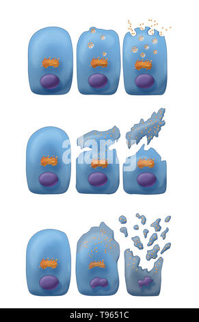 Illustration montrant les trois types de sécrétion exocrine (haut en bas) : Merocine, et apocrines Holocrine. Dans Merocine la sécrétion, la cellule reste intact ; dans la sécrétion apocrine, la pincée partie de la cellule est la sécrétion Holocrine ; et dans les cellules matures, meurt et devient le produit de sécrétion. Banque D'Images