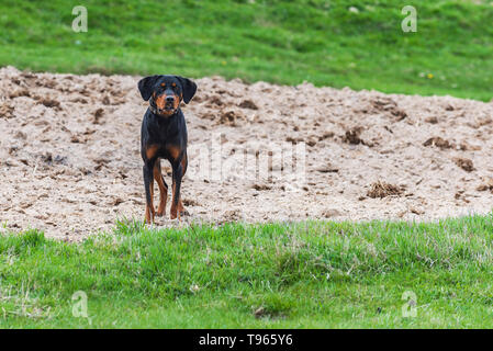 Chien Noir sur champ vert Banque D'Images