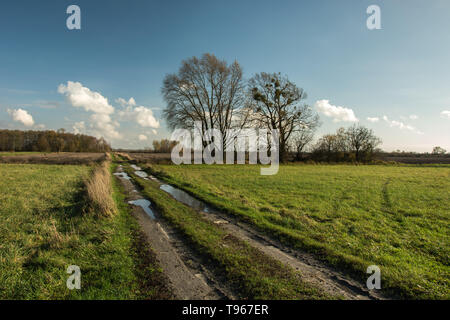 Les flaques d'eau sur un chemin de terre à travers prés et champs, arbres sans feuilles et les nuages blancs sur un ciel bleu Banque D'Images