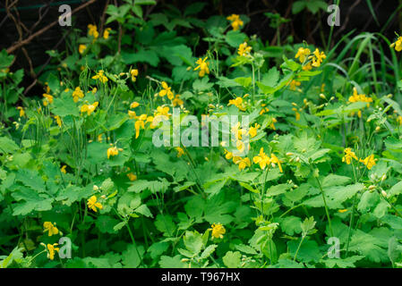 Une plus grande chélidoine, Chelidonium majus, la lapsane commune, fleurs jaunes Banque D'Images