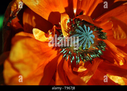 Fleurs de pavot rouge-corail, libre, doux fond lumineux Banque D'Images