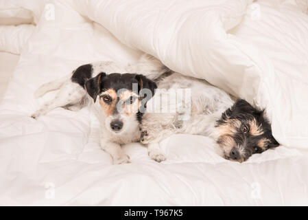 Un groupe de chiens drôles sont couchées et dormir dans un lit. Deux petits Jack Russell Terrier de chien. Banque D'Images