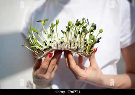 Modèle féminin est maintenant un morceau de matière première microgreens germées sur sa chemise blanche. Face n'est pas visible. L'alimentation saine, de l'agriculture à la maison, les régimes Banque D'Images
