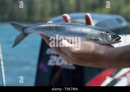 Un lac Chelan,Washington (le saumon kokani sans littoral) est maintenu dans la main d'un pêcheur. Banque D'Images