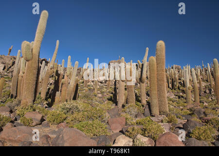 Cactus cardon géant (Echinopsis atacamensis) sur l'Isla Incahuasi, Salar de Uyuni, Bolivie Banque D'Images