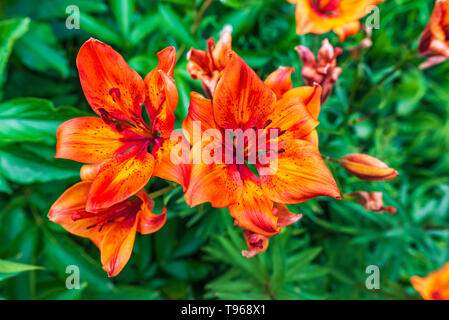 Belle Lys Orange (lilium bulbiferum) également connu sous le nom de Fire Lily avec jardin contexte Banque D'Images