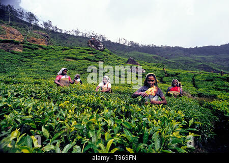 Les femmes à plumer les feuilles de thé dans une plantation de thé MUNNAR, Kerala, Inde Banque D'Images