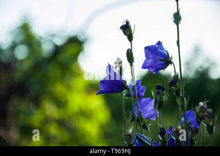 Blue Bells fleurs dans la prairie et ciel Banque D'Images