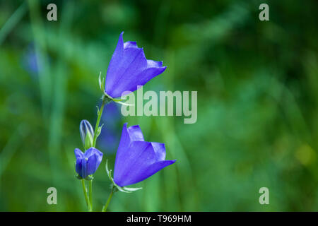 Blue Bells fleurs dans la prairie Banque D'Images