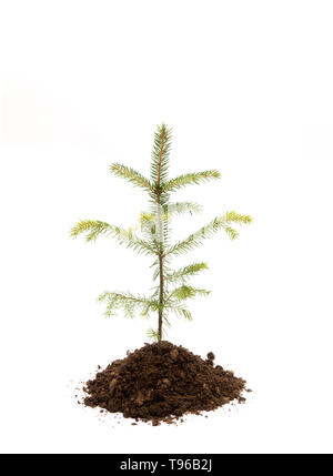 Sapin en tas de sol isolé sur blanc, studio shot. La plantation de nouveaux arbres dans la forêt. Mode de vie respectueux de l'environnement et le renouvellement des forêts c Banque D'Images