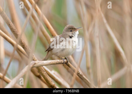 Rousserolle européenne, Acrocephalus scirpaceus, dans une roselière, Powys, Pays de Galles. Printemps 2019 Banque D'Images