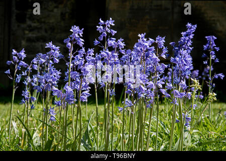 Bluebells espagnol(Hyacinthoides hispanica) dans un cimetière d'Edimbourg. Banque D'Images