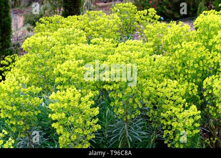 Close up of les fleurs de l'Euphorbia characias 'Wulfenii' sous 'espèces' Banque D'Images