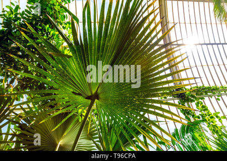 Feuille de palmier à l'intérieur de la maison de palmier, Kew Gardens, Londres, Royaume-Uni Banque D'Images