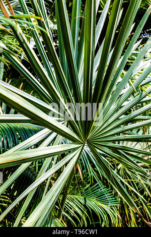 Bismarck Palm à l'intérieur de la Palm House, Kew Gardens, Londres, Royaume-Uni Banque D'Images