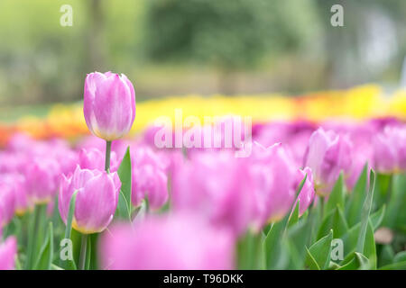 L'une des tulipes roses au milieu des champs de tulipes au jardin botanique de Wuhan. Chaque mois de mars de l'année pour les voyages. Banque D'Images