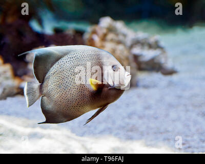 Angelfish Pomacanthus arcuatus, gris, à la Texas State Aquarium's Coral Reef pièce de Corpus Christi, Texas USA. Banque D'Images