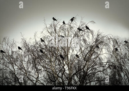 Phoque à capuchon crows recueillies la nuit dans le parc de la ville au printemps. Les oiseaux se perchent, multitude d'oiseaux de bord de merles. Banque D'Images