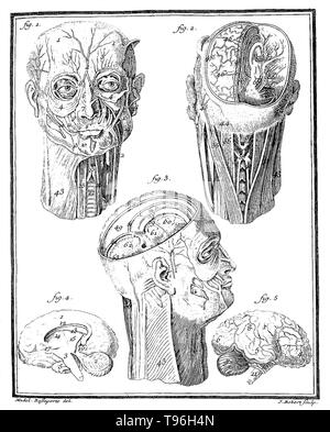 Comte de Buffon : Histoire Naturelle, V.III. Dessin anatomique de la tête humaine montrant différents compartiments du cerveau.L'Histoire Naturelle, générale et particulière, avec la description du Cabinet du Roi (l'Histoire Naturelle, général et particulier, avec une description de l'Cabinet du Roi) est une collection encyclopédique de 36 grandes (quarto) volumes écrits entre 1749-1804 par le Comte de Buffon, et continué dans huit autres volumes après sa mort par ses collègues. Banque D'Images