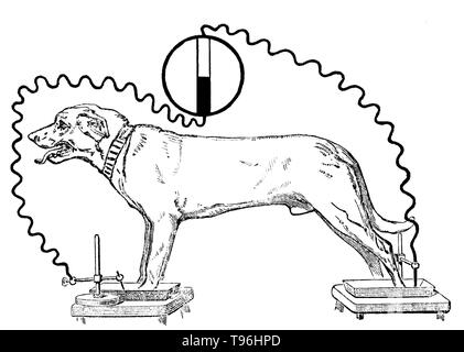 À partir de la plaque d'Auguste D. Waller, initiation à l'adresse sur la force électromotrice propriétés du cœur humain. Augustus Desiré Waller (Juillet 18, 1856 - Mars 11, 1922) était un physiologiste britannique. Il a étudié la médecine à l'Université d'Aberdeen, où il s'est qualifié en 1878 et obtenu son doctorat en 1881. En 1884 il devint professeur de physiologie à l'Hôpital St Mary. En 1887 il s'est servi d'un électromètre capillaire pour enregistrer le premier des droits de l'électrocardiogramme. Banque D'Images