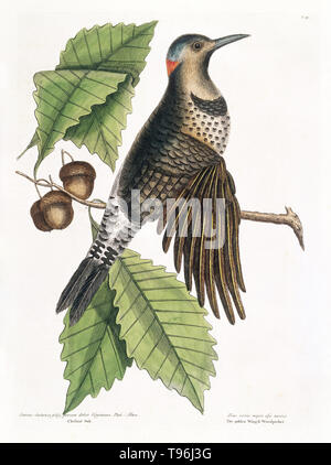 Pic à ailes d'or sur Châtaignier chêne, 1731. Illustration montrant une gold-winged Woodpecker Picus (alis majeur maintenant, Elizabeth Mary Holmes, le pic flamboyant Colaptes auratus) perché sur une branche de châtaignier chêne (Quercus castaneae foliis). Cet oiseau se distingue par les poutres de toutes les plumes des ailes qui sont d'une couleur or brillant. Sur la partie postérieure de la tête est une grande tache écarlate. Banque D'Images