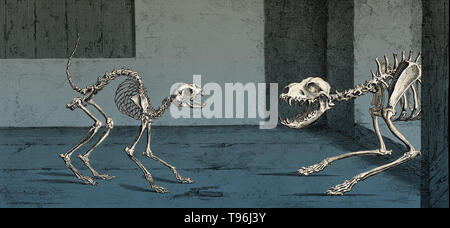 La structure du squelette d'un chat et un chien. Le chat (à gauche) est indiqué dans la peur, alors que le chien est vu dans le mode d'attaque (à droite) gravure par William Cheselden, 1733. William Cheselden (1688-1752) était un chirurgien et professeur d'anatomie et de chirurgie, qui a joué un rôle important dans l'établissement de la chirurgie comme une profession médicale scientifique. Banque D'Images