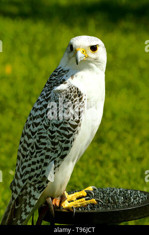 Nom latin de Faucon gerfaut (Falco rusticolus) est la plus septentrionale de tous les pèlerins Banque D'Images