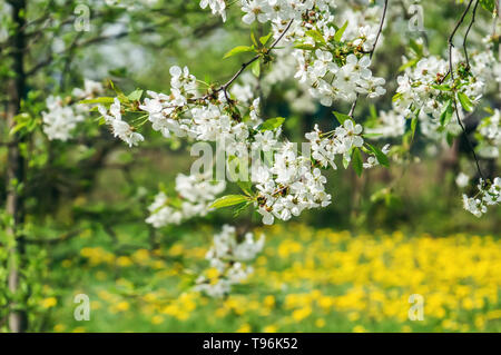 Jardin avec fleurs ornementales majestueusement grands cerisiers et pommiers sur une pelouse verte fraîche. Banque D'Images