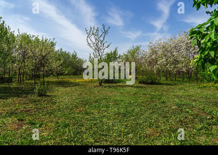 Jardin avec fleurs ornementales majestueusement grands cerisiers et pommiers sur une pelouse verte fraîche. Banque D'Images