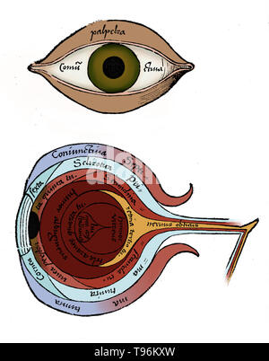 Diagramme de l'œil de Margarita philosophica de Gregor Reisch (1467-1525) était un écrivain humaniste des Chartreux. Son principal travail est le Margarita philosophica, qui est apparu pour la première fois à Fribourg en 1503. C'est une encyclopédie de la connaissance conçue comme un manuel pour les étudiants, et contient en douze livres grammaire latine, la dialectique, la rhétorique, l'arithmétique, la musique, la géométrie, l'astronomie, la physique, l'histoire naturelle, la physiologie, la psychologie et l'éthique. L'utilité de l'ouvrage a été porté par de nombreuses gravures sur bois et d'un index complet. Banque D'Images