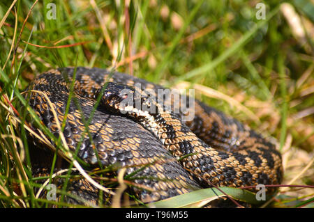 Adder ou Viper dans le Devon, (Vipera berus) lové dans l'herbe au sommet d'un mur en pierre sèche Devon - le seul serpent venimeux British Banque D'Images