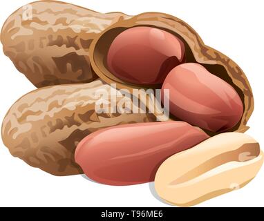 Une poignée de cacahuètes dans le shell et sans coquille isolé sur fond blanc vector Illustration de Vecteur