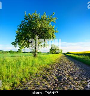 Chemin sur le terrain avec des arbres fruitiers à travers champs verts au printemps, les vieux pavés, parc naturel Unteres Saaletal, Saalekreis, Saxe-Anhalt, Allemagne Banque D'Images