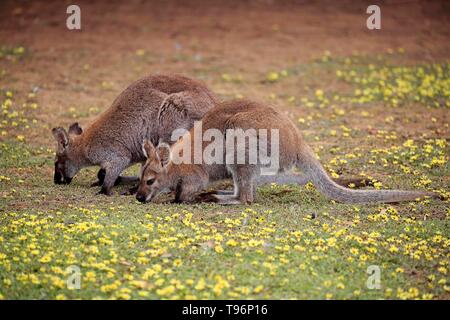 Red-necked (Macropus rufogriseus wallabies), paire de manger au pré des fleurs, Cuddly Creek, Australie du Sud, Australie Banque D'Images