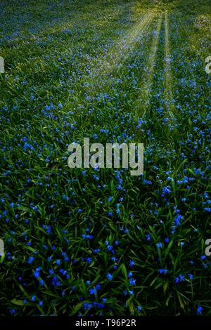 Prairie avec Alpine squill Scilla bifolia), (avec rayons, inondé de lumière, Baden-Wurttemberg, Allemagne Banque D'Images