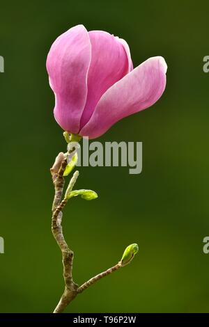 Fleur de Magnolia chinois (Magnolia denudata), Amabilis cultivar, Baden-Wurttemberg, Allemagne Banque D'Images