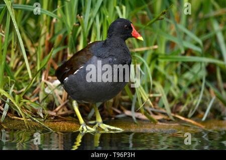 La Gallinule poule-d'eau (Gallinula chloropus), dans les roseaux sur la rive, Allemagne Banque D'Images