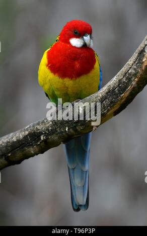 Rosella Platycercus eximius (l'Est), s'assoit sur branche, captive, Allemagne Banque D'Images