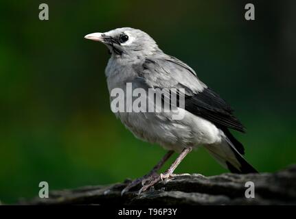 Réorganisation de Starling (Creatophora cinerea), femme, captive, Allemagne Banque D'Images