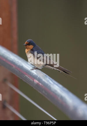 Hirondelle de bienvenue (Hirundo neoxena) perchée sur une main courante Banque D'Images