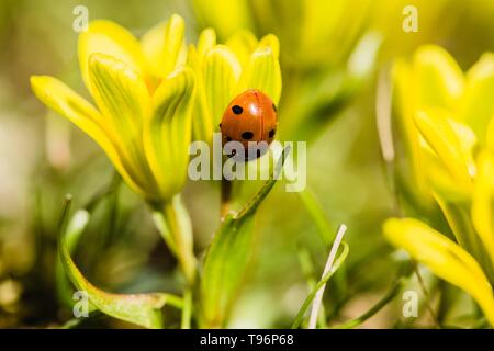 Jaune et vert lumineux frais bourgeons lily aussi appelé Star-de-Bethléem avec fleur Coccinelle rouge escalade vers le bas, l'arrière-plan flou, journée de printemps ensoleillée. Banque D'Images