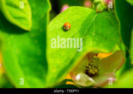 Petite coccinelle Adalia decempunctata (orange) de la famille des Coccinellidae sur une feuille de cognassier, dans le chaud soleil de l'après-midi la lumière. Banque D'Images