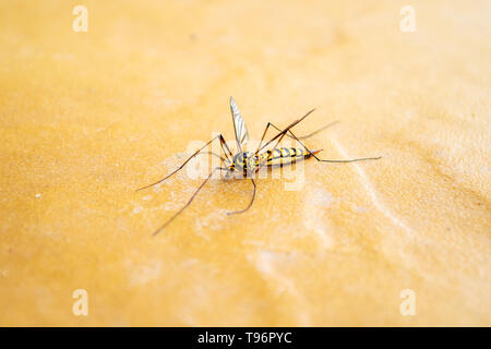 Grue jaune insectes Mouche femelle Nephrotoma, flavipalpis - Close up, centré. Banque D'Images
