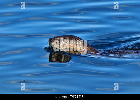 Une loutre de rivière 'Lutra canadensis', la natation dans les eaux bleues de la Stewart Channel au large de la côte de l'île de Vancouver, British Columbia Canada Banque D'Images