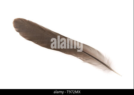 Plume d'oiseau sur fond blanc. Banque D'Images