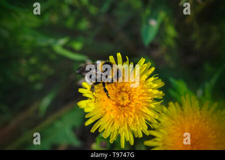 Une grande shaggy bumblebee recueille le nectar des fleurs de pissenlit jaune vif. Banque D'Images