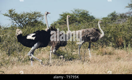 Trois des autruches, un mâle et deux femelles, marcher dans la brousse africaine, style mat. Banque D'Images